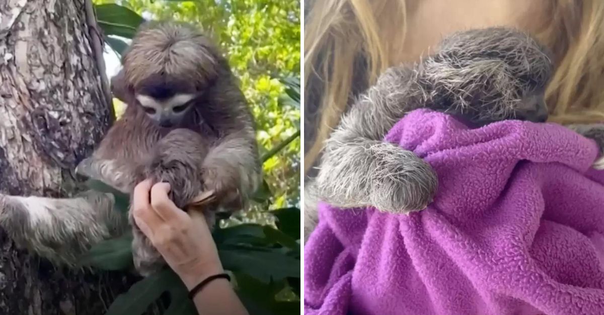 “Your baby’s here” – Watch the heartwarming moment a mama sloth is joyfully reunited with her lost baby after a desperate search