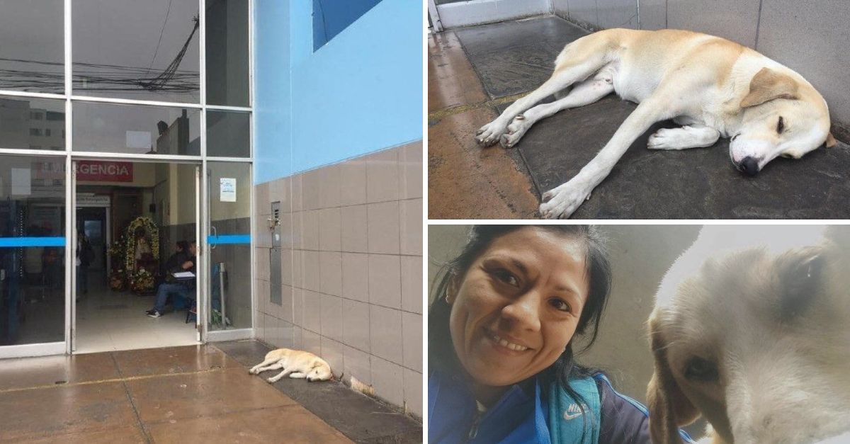 Captan a un perro desconsolado esperando afuera del hospital, sin saber que su dueño nunca volverá.