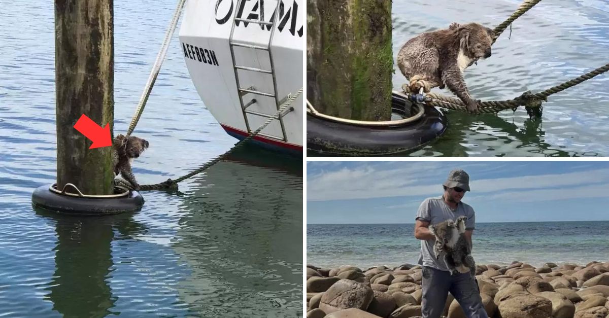 “This is not my tree” – Kind-Hearted Man Rescues Stranded Koala from Boat Marker, Restoring Hope and Saving a Life in the Vast Ocean