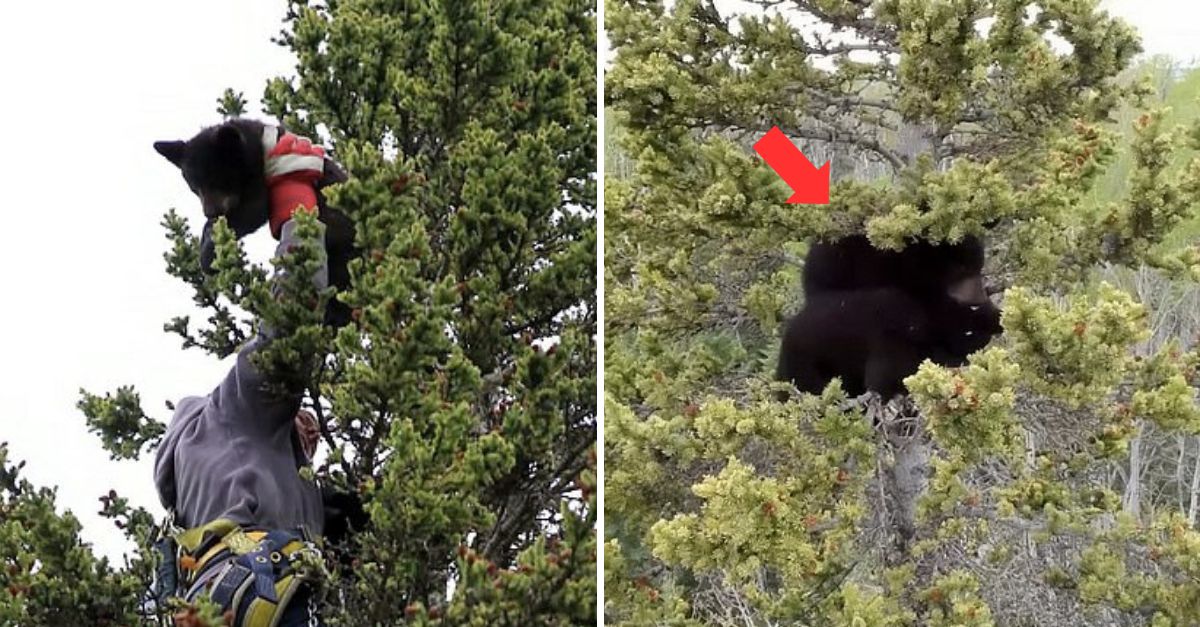 Climber Saves Two Scared Bear Cubs Stranded 70 Feet Up a Tree for Three Days After Their Mother’s Death. They Look After Each others