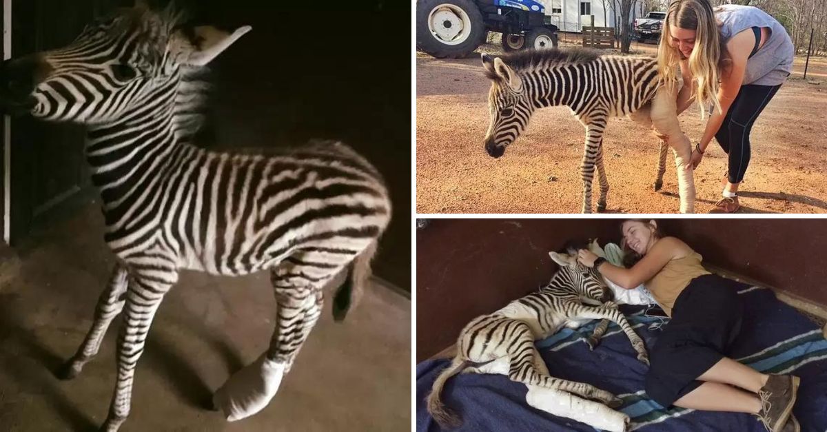 “You’ll Be Okay, Buddy”: Baby Zebra Snuggles with Human Rescuers on Vet Trip, Finding Comfort After Being Found Alone