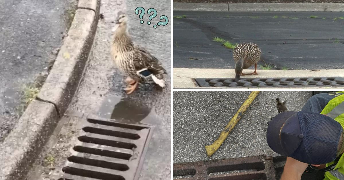 “Duck! Duck! Where my babies?” – Mother Duck Waits Anxiously for Help as Her Precious Ducklings Fall Into a Drain, Hoping for Their Rescue