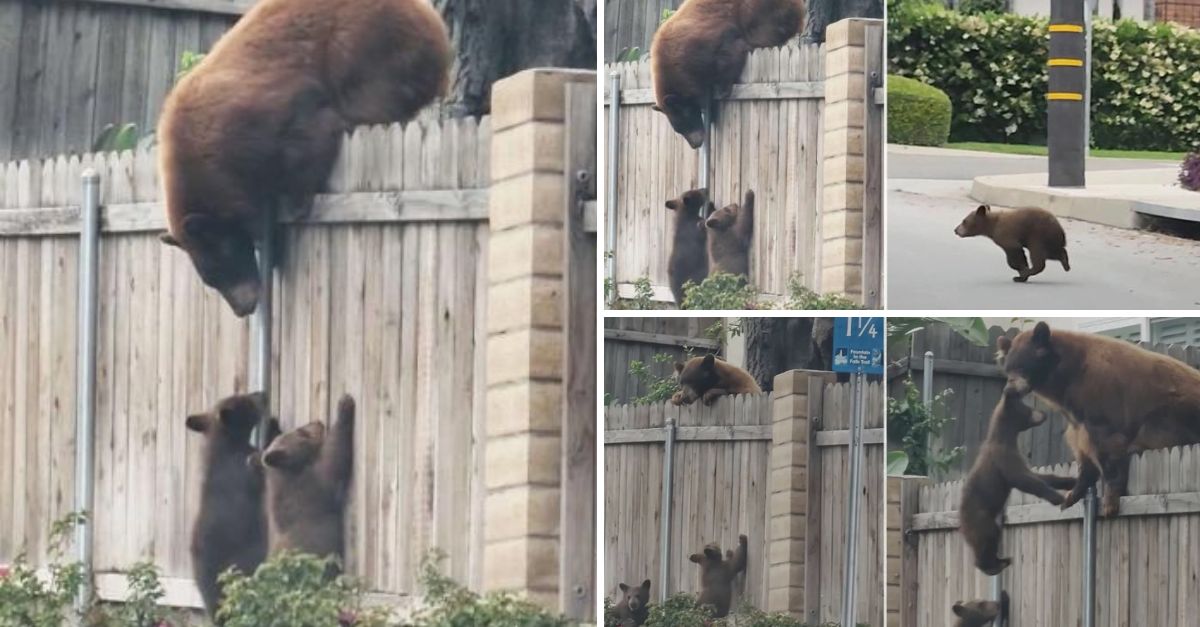 “How dare you!!” – Runaway Bear Cub Tests Mama’s Patience as She Gently Guides Her Cubs Over a Fence, Showing Tender Care