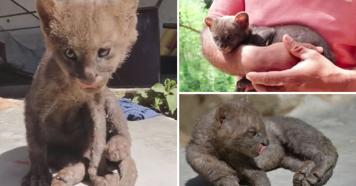 “I can’t leave it” – Farmer Believes He’s Saving a Kitten, Only to Realize He’s Rescued a Lost Cougar Cub in Need of Care