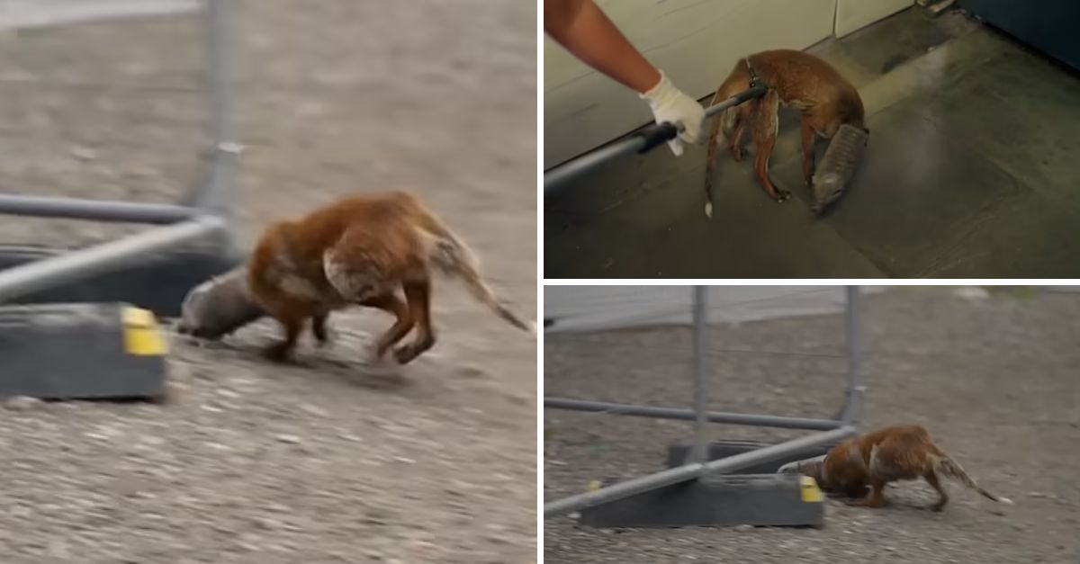 Help! I Can’t Breathe: Brave Rescuers Race Against Time to Save Fox with Head Trapped in Plastic Bottle