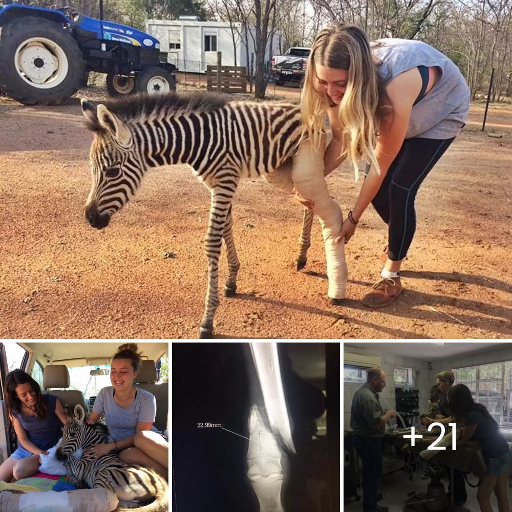 Chihuahua usa un pequeño casco para proteger su frágil cabecita, ya que su mollera nunca se cerró