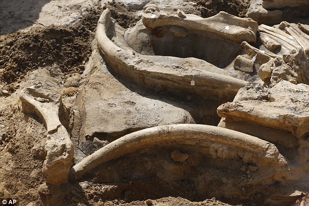 Anciano perrito sale de una alcantarilla tras una tormenta, lleno de esperanza por encontrar un hogar amoroso