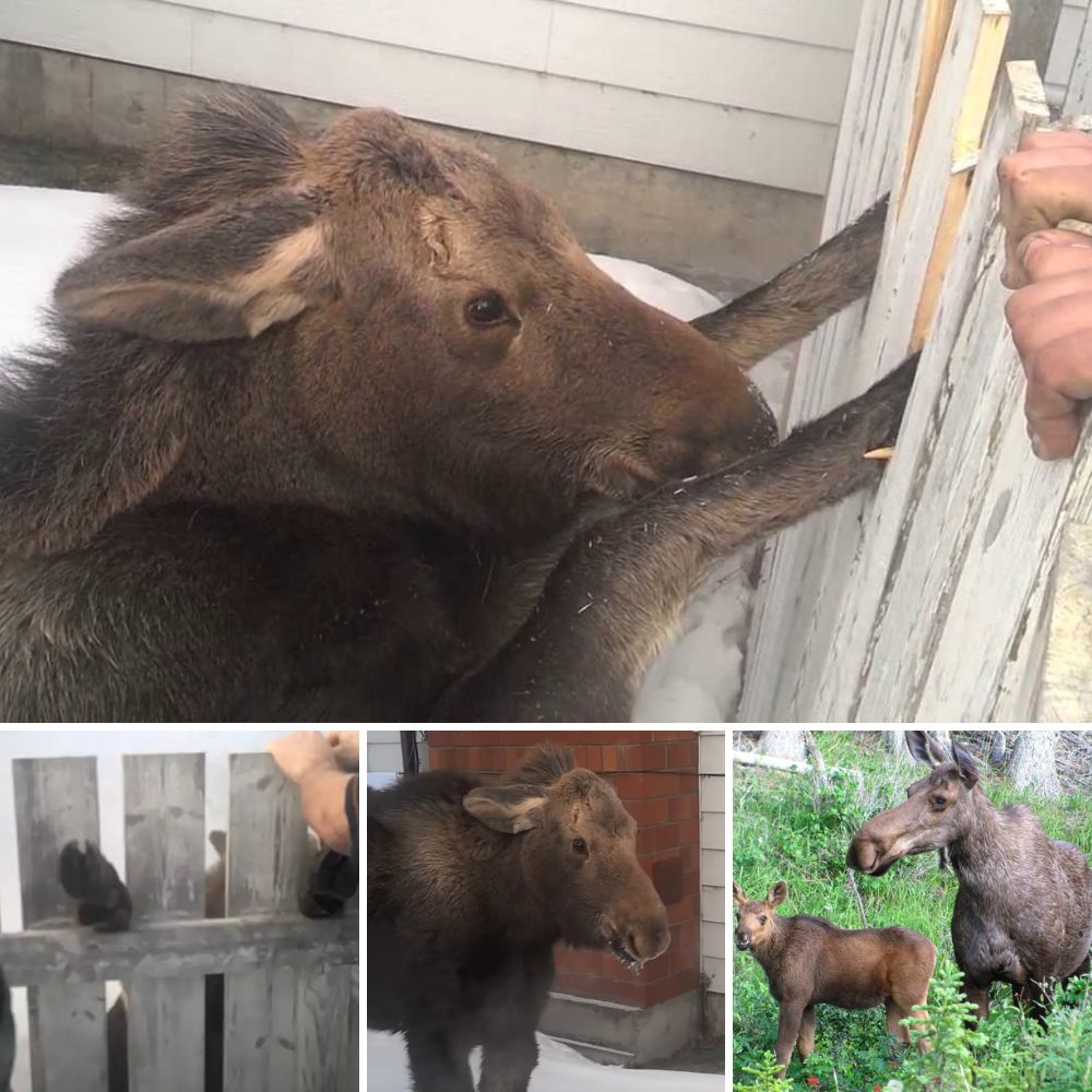 Chained by a Heavy Burden, a Dog Endures Without Even the Comfort of Resting Its Weary Head