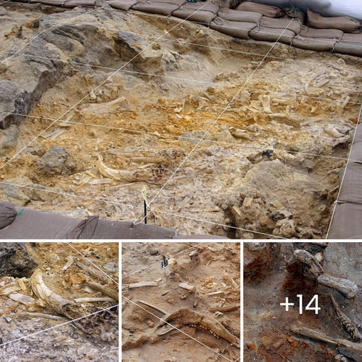 Pitbull Abandonada en un Basurero: Su Mirada Desesperada Busca Ayuda y Refleja una Esperanza Inquebrantable