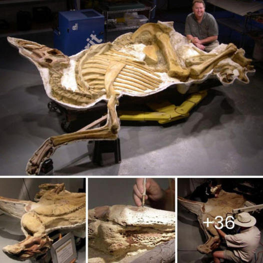 Cachorrito Herido y Luchando: A Pesar del Dolor y el Daño, Su Espíritu se Niega a Rendirse