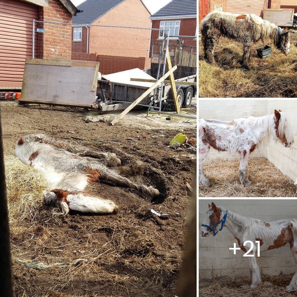 Solo y sin esperanza, un perrito abandonado por la pandemia encuentra su salvación gracias a una mirada compasiva
