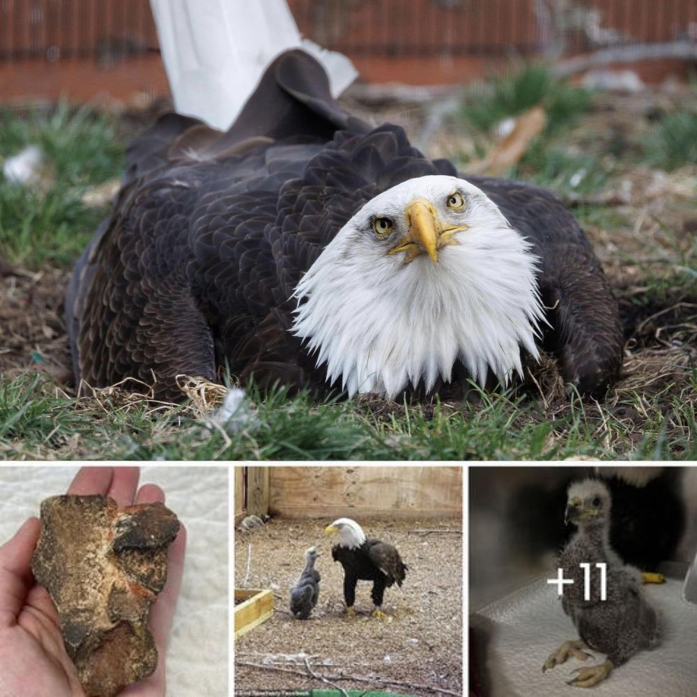 Abandonan a una indefensa perrita chihuahua en la calle por haber nacido sin sus patitas delanteras, pero aún así lucha por vivir