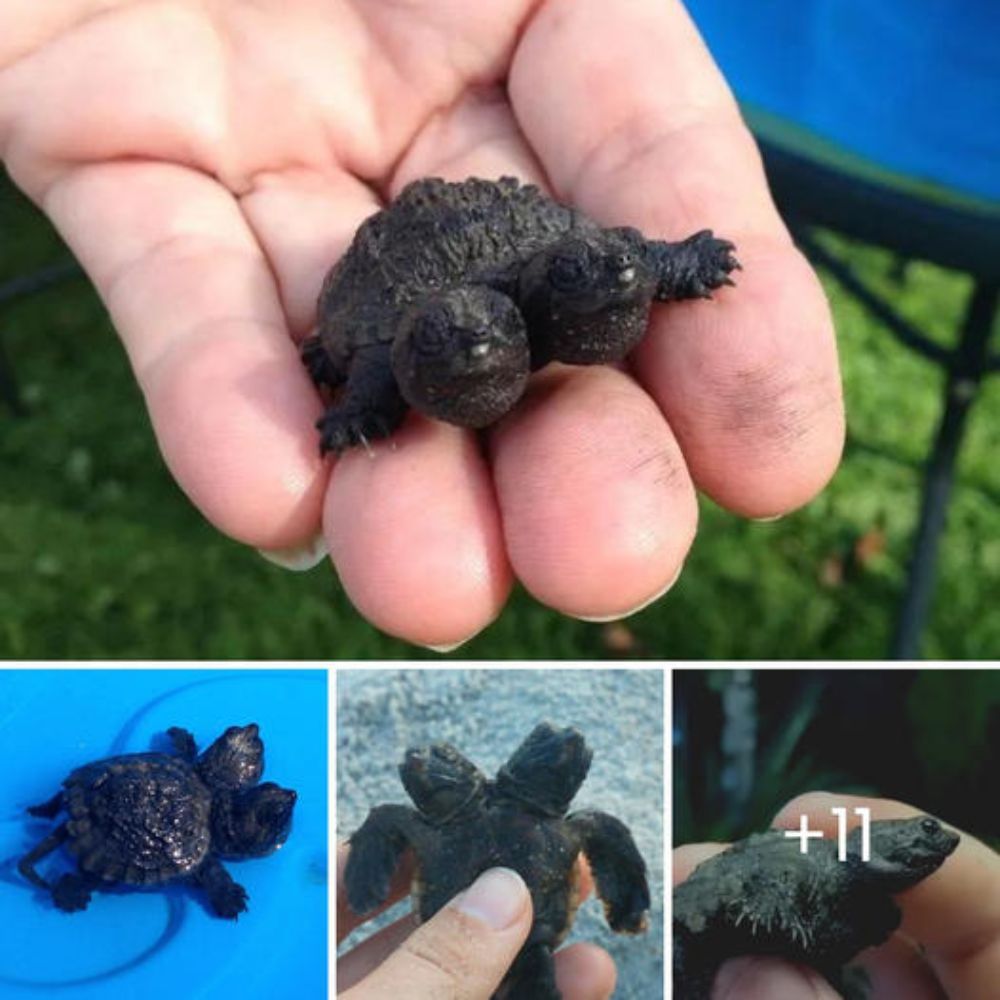 “So adorable” – Service Puppies Fly Across the Country to Heal Hearts and Bring Comfort People with Disabilities