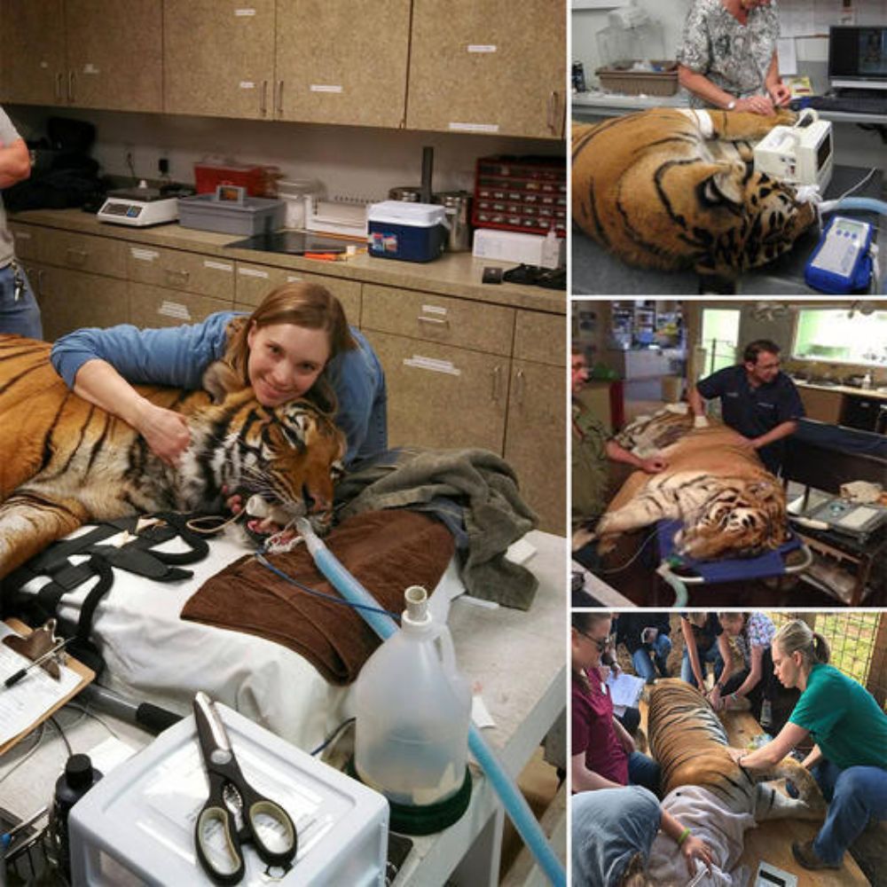 La dejaron en la carretera y, con tanta hambre, empezó a morder su manta hasta que alguien la rescató