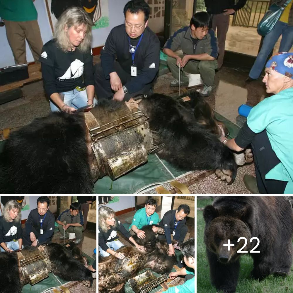 I Can’t Believe It Survived – Elephant Rescued from Well After 14-Hour Operation, Restoring Hope with Its Miraculous Triumph