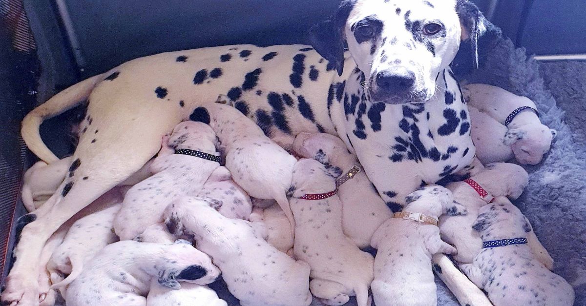 Cachorro Abandonado en un Contenedor: Un Lamento Desesperado por Ayuda al Borde del Colapso