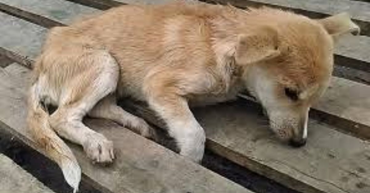 Rescuers Discover Senior Dog Tied to a Picnic Table—A Heartbreaking Note Reveals His Owner’s Painful Decision