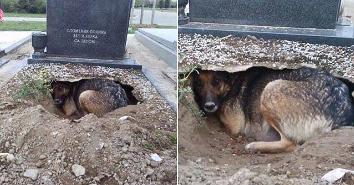 “Where are we, mother?” – Orphaned Baby Animal Clings to a Traffic Cone, Mistaking It for Her Mother in Despair.