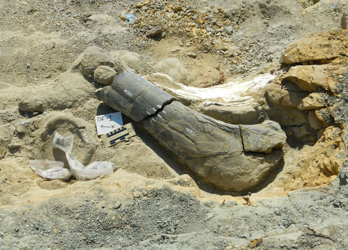 Dog Rescued After Trembling in Pain and Despair on the Street, Unable to Trust Any Human Being