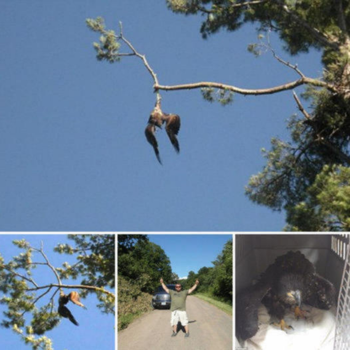 Dramatic images capture the moment a predator lies in wait, then pounces, bringing a giraffe calf crashing down