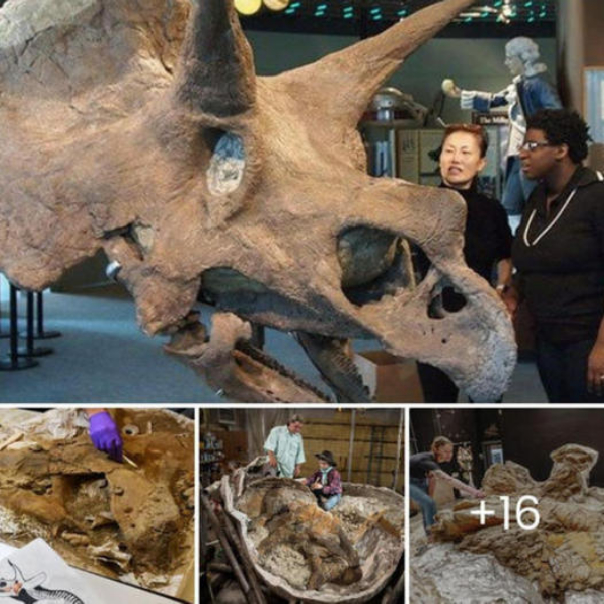 Uncovering historical insights: Details revealed about 65-million-year-old Triceratops fossil spark scientists’ interest