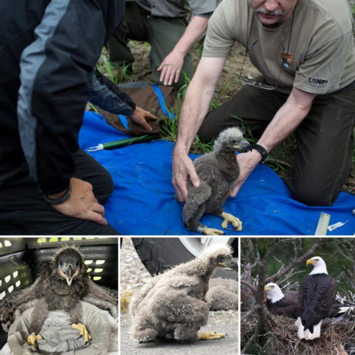 Life always has miracles! Baby bald eagles rescued after fаɩɩіпɡ 40 feet when nest сoɩɩарѕed