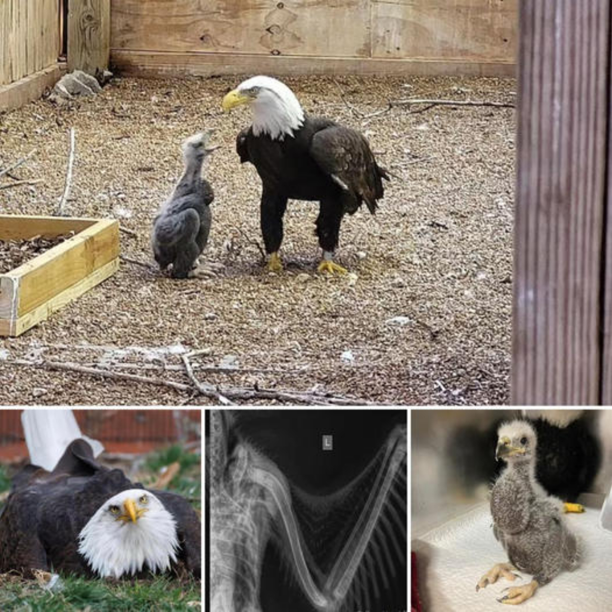 The story that has attracted recent attention is about a bald eagle who has been unable to fly for more than 30 years and becomes an adoptive father for the second time when he adopts a baby eagle that has left the nest and cannot find its parents.