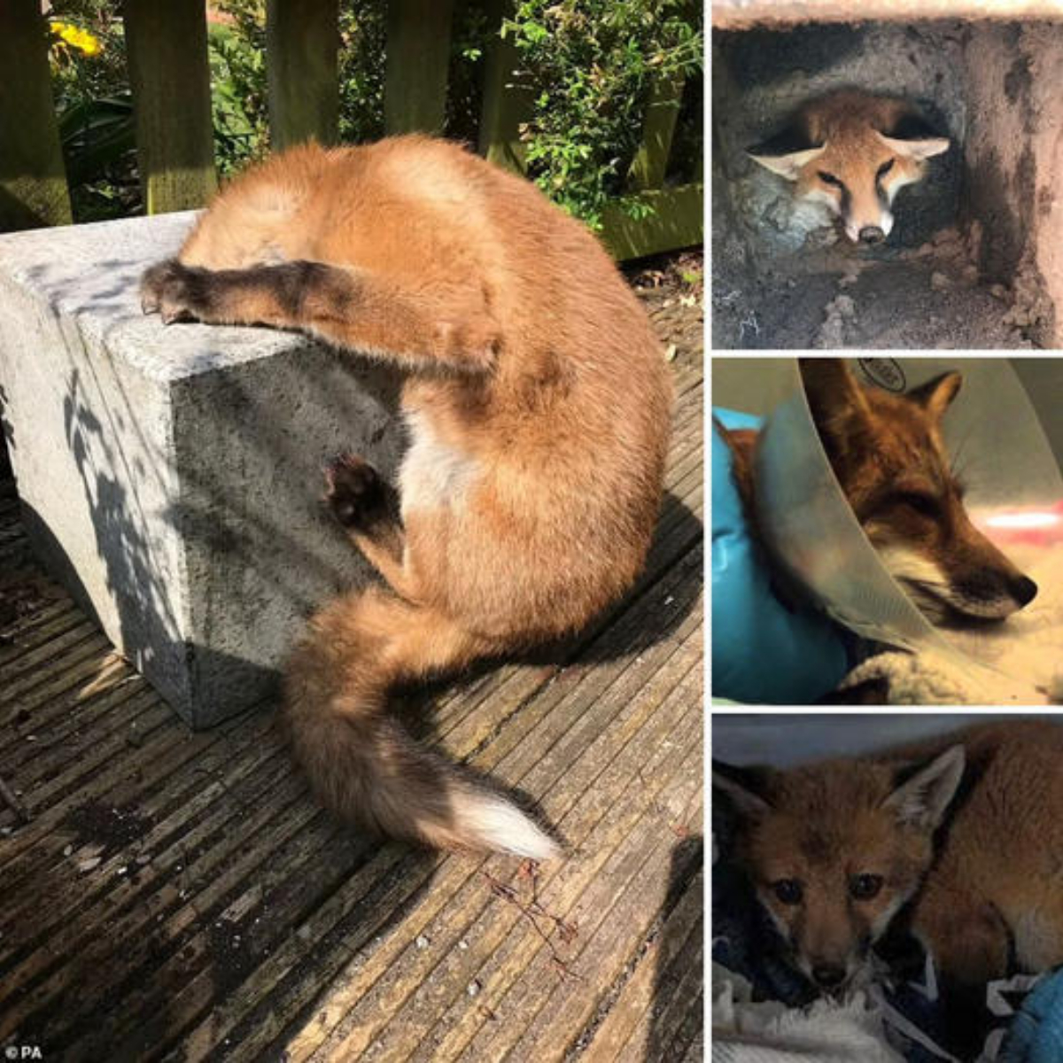 A poor fox cub spent five hours with his head stuck in a concrete garden trap after he tried to get to a piece of cake.