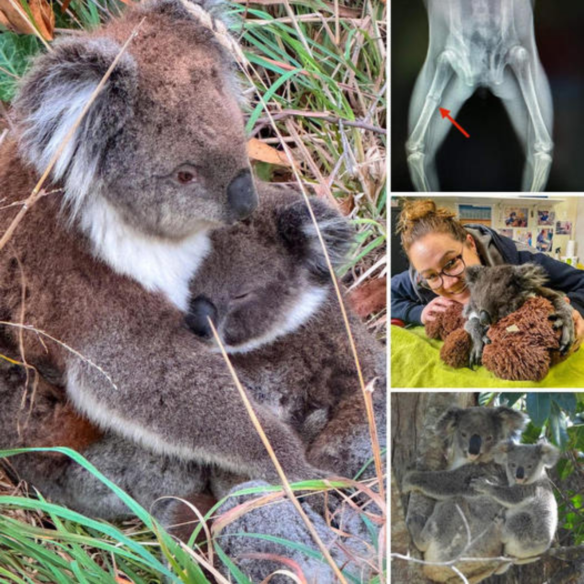 The Unbreakable Bond of Pitbulls: Tenderly Caring for Their Injured Companion, Showing Unwavering Loyalty Through Every Struggle
