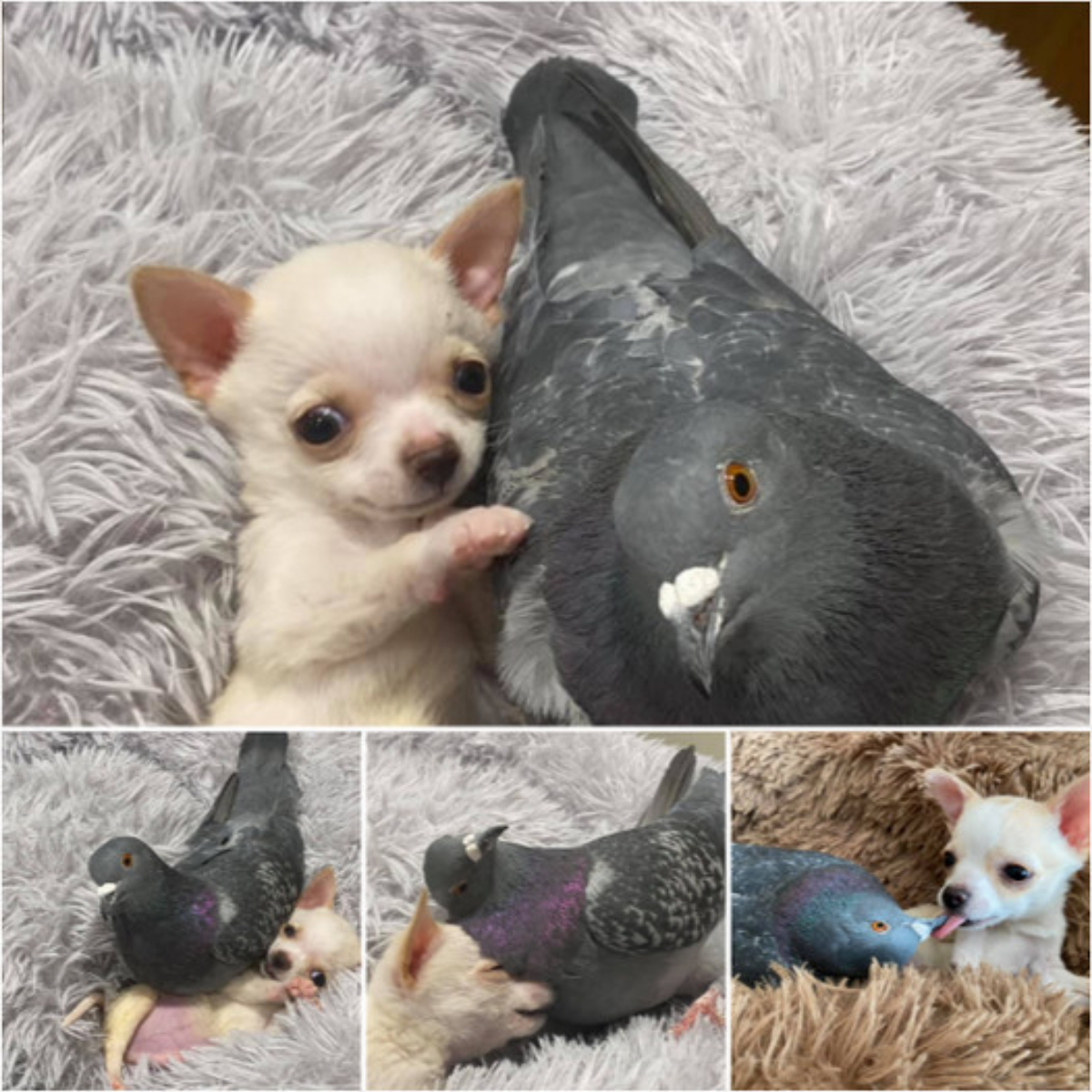 Pigeon That Can’t Fly And Puppy That Can’t Walk Form An Incredibly Beautiful Friendship In Shelter