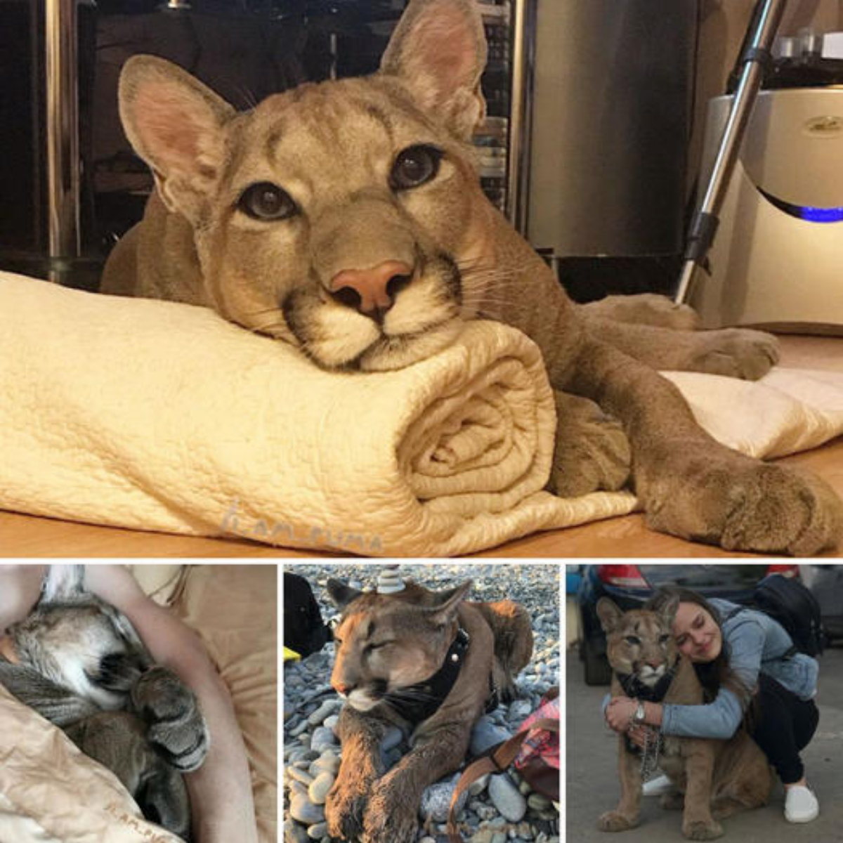 Messi the Puma, Unable to Return to the Wild, Finds Love and a Forever Home as a Gentle Giant