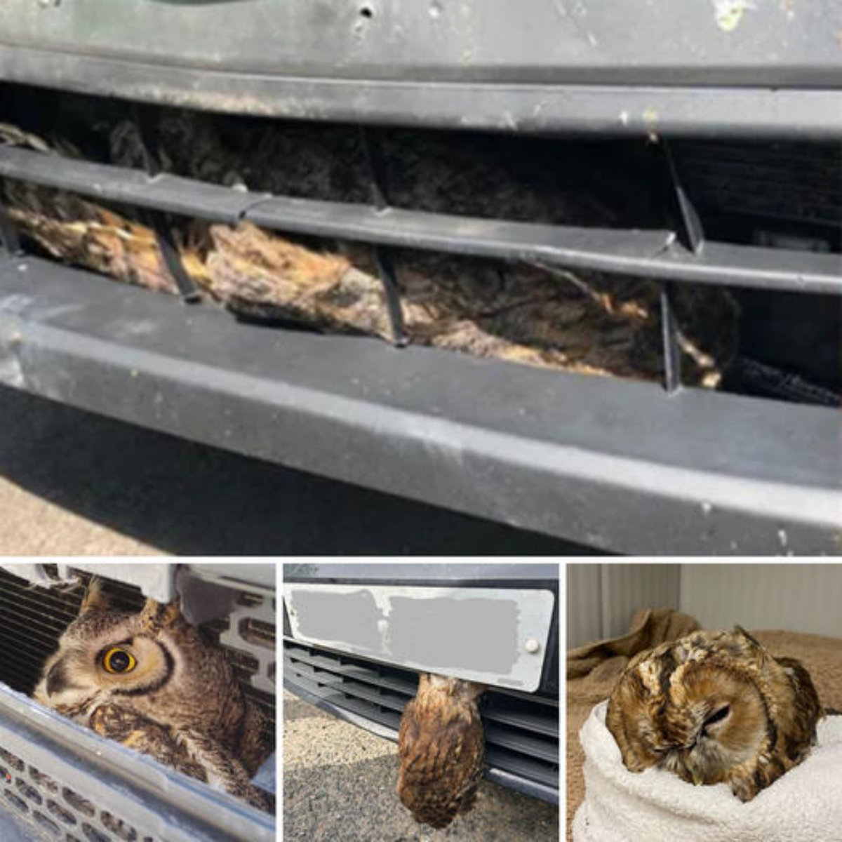 Loyal dog reunites with former family after waiting 4 years on road, showing unwavering devotion