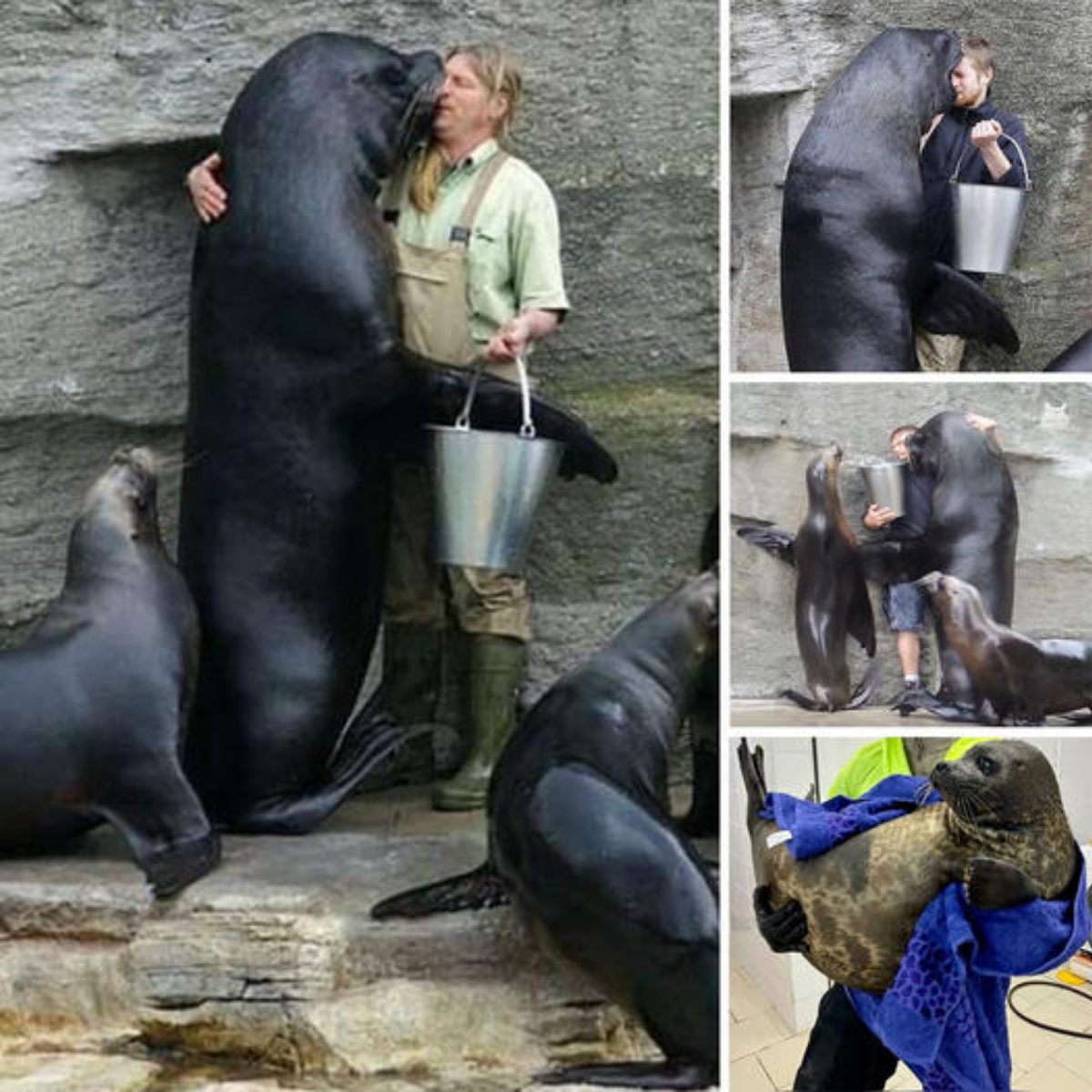 Warm hugs! Orphaned otter shows boundless love to his caretakers who raised him from abandonment and has now become a giant