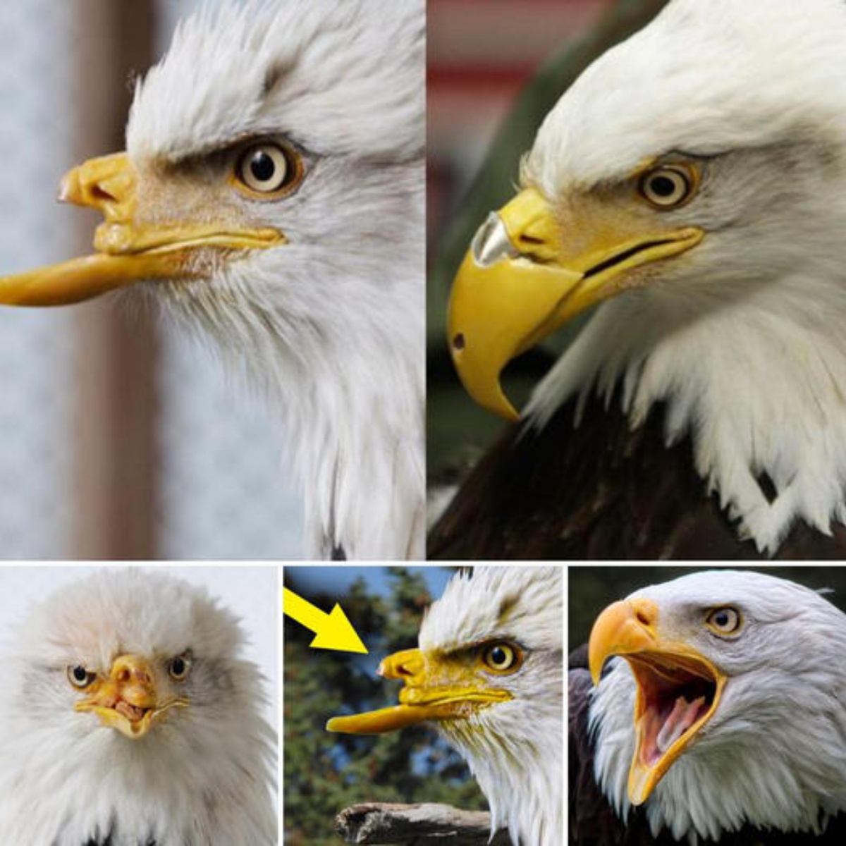 After more than three years, the first аttemрt to attach an artificial beak to a deformed Alaskan bald eagle helps it eаt and preen its feathers to continue living.