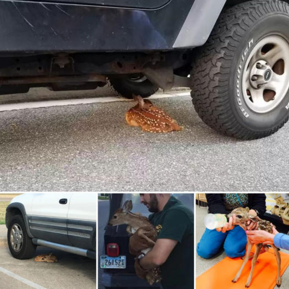 “Omg, is this a porcupine?” – Sick Porcupine, Barely Recognizable Without His Quills, Gets a Second Chance Thanks to Kindhearted Rescuers