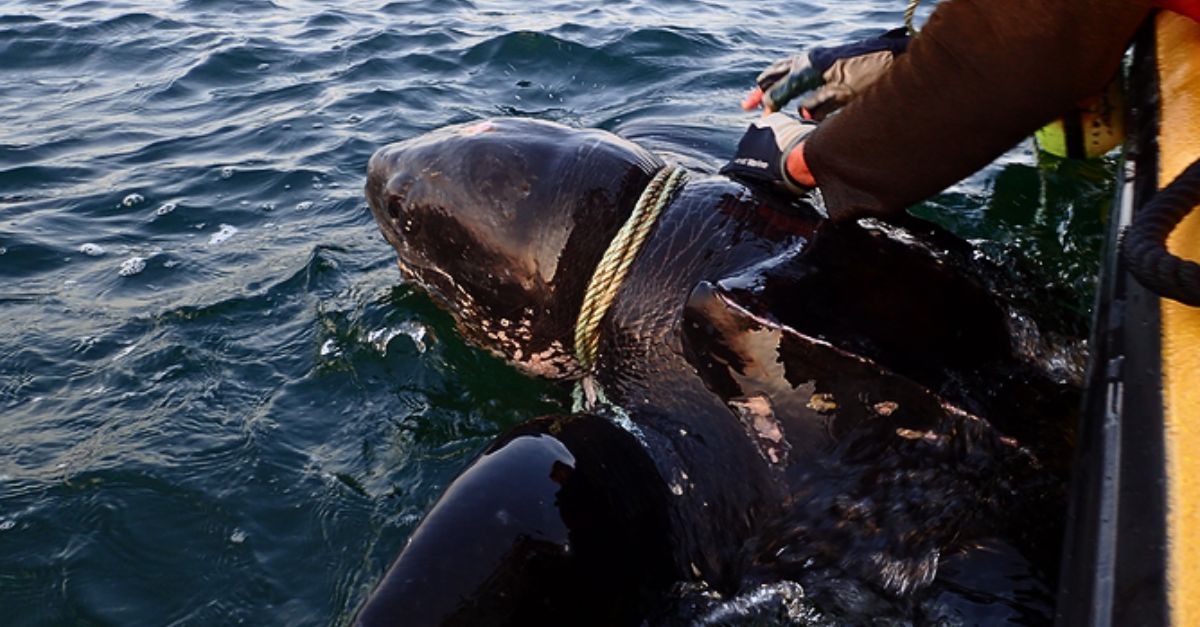 Desnutrida y Abandonada: Una Perrita Llegó al Refugio con una Nota que Rompió el Corazón de Todos