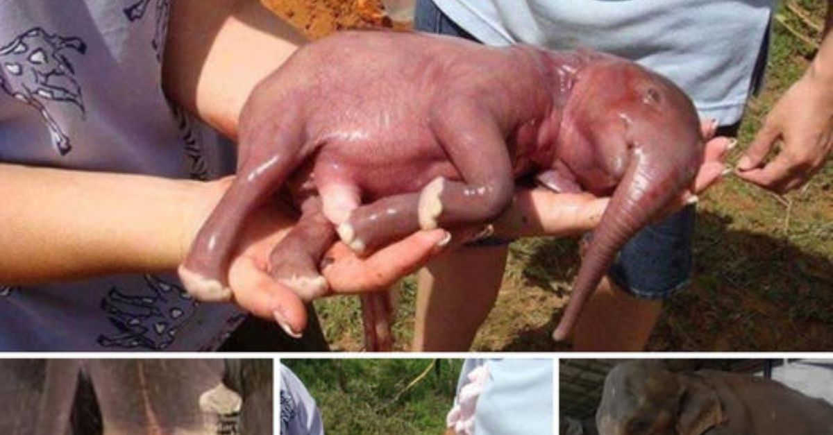 Malnourished and tied to a tree, he was waiting for death, but an angel arrived in time to save him