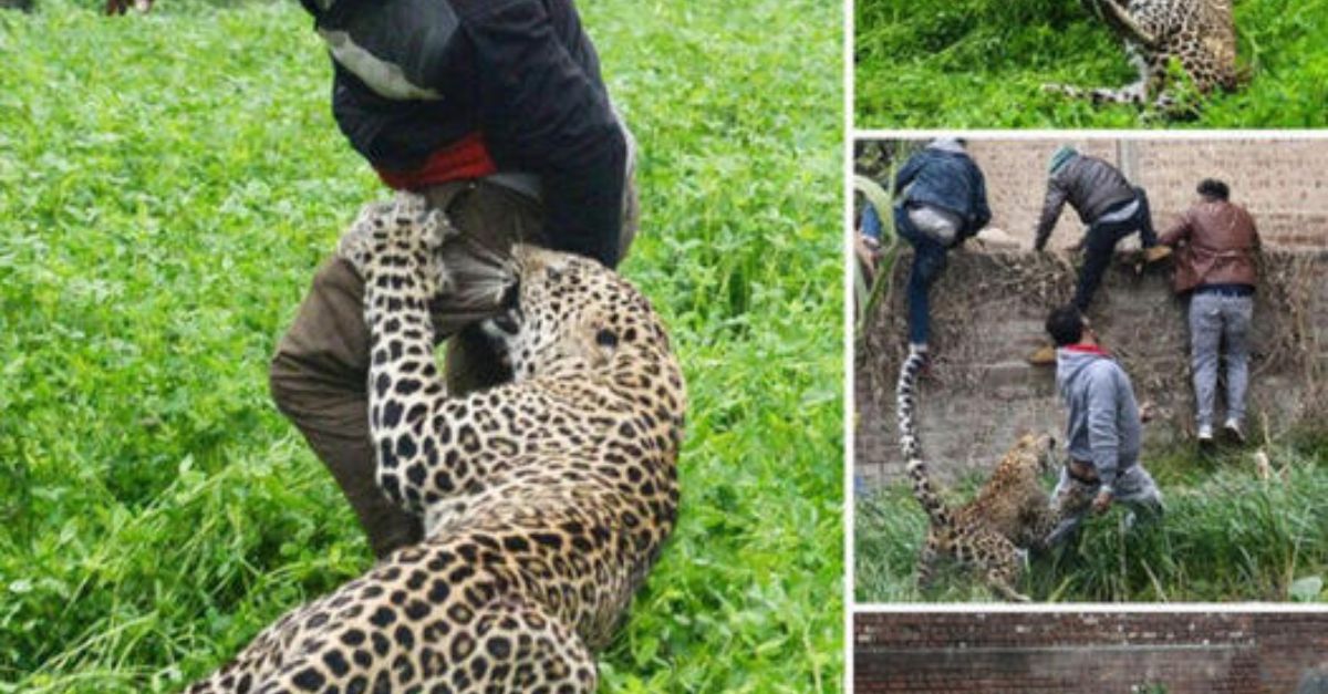 Cachorrita desolada espera junto a su mamá al borde de la carretera, aferrándose a la esperanza de que se levante