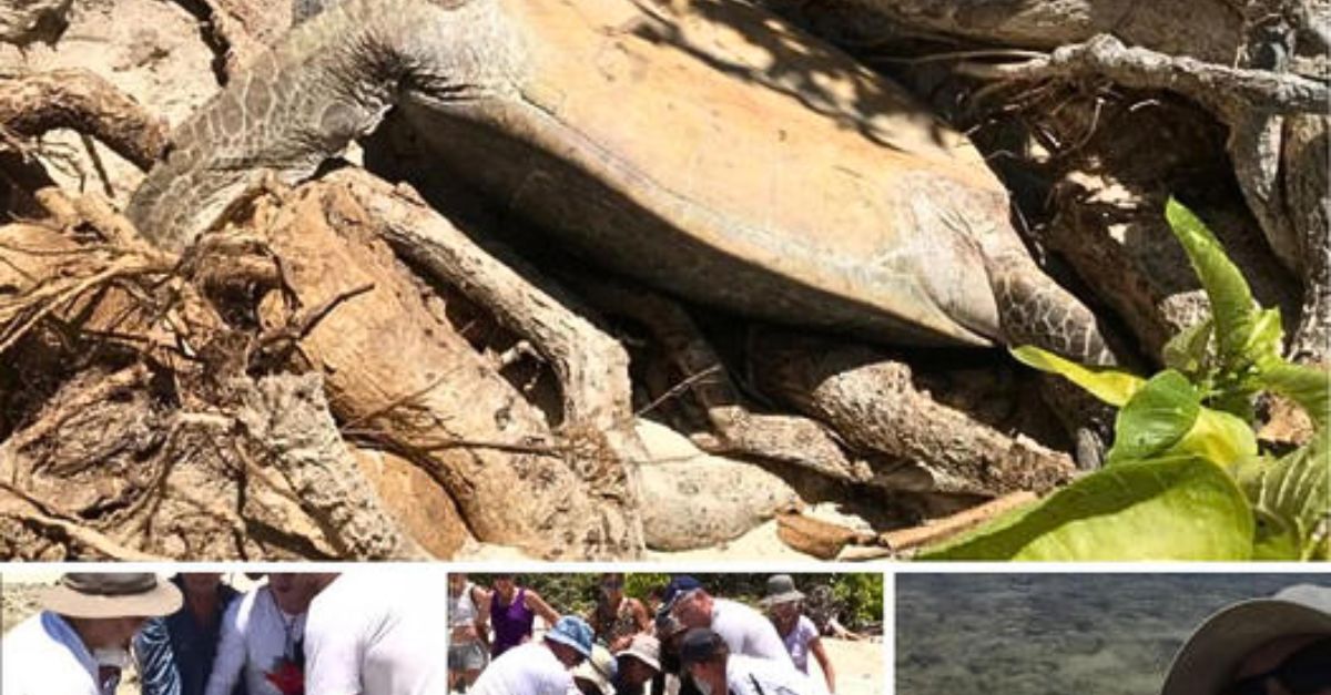 “Wow, that’s big” – 82-Year-Old Tortoise Undergoes Life-Saving Surgery to Remove Bladder Stone Bigger Than a Tennis Ball