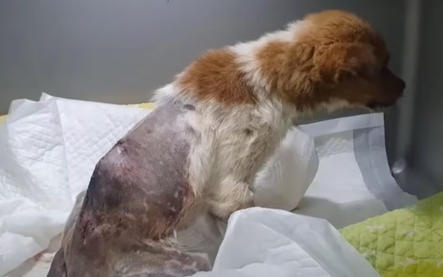 Abandonado y Colgando de una Puerta, Sin Comida por un Mes, a Merced del Olvido de una Familia Adinerada