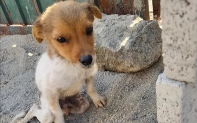 Cachorrito Resignado a su Peor Final Muestra Sus Ojos Azules al Ver a Alguien Acercarse, Esperanza Renace