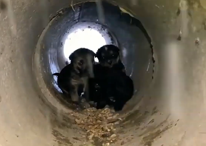 Ocho cachorritos desnutridos luchaban por sobrevivir tras ser abandonados en medio de una tormenta de nieve