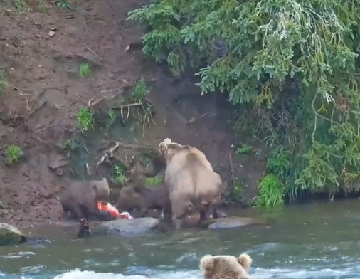 Brown Bear Cubs Clash in a Fierce Salmon Tug-of-War While Their Watchful Mother Bear Stands Guard