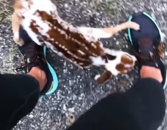 Muere Serenity, la Valiente Perrita que Luchó Hasta el Final con una Sonrisa, a Pesar de su Incurable Tumor