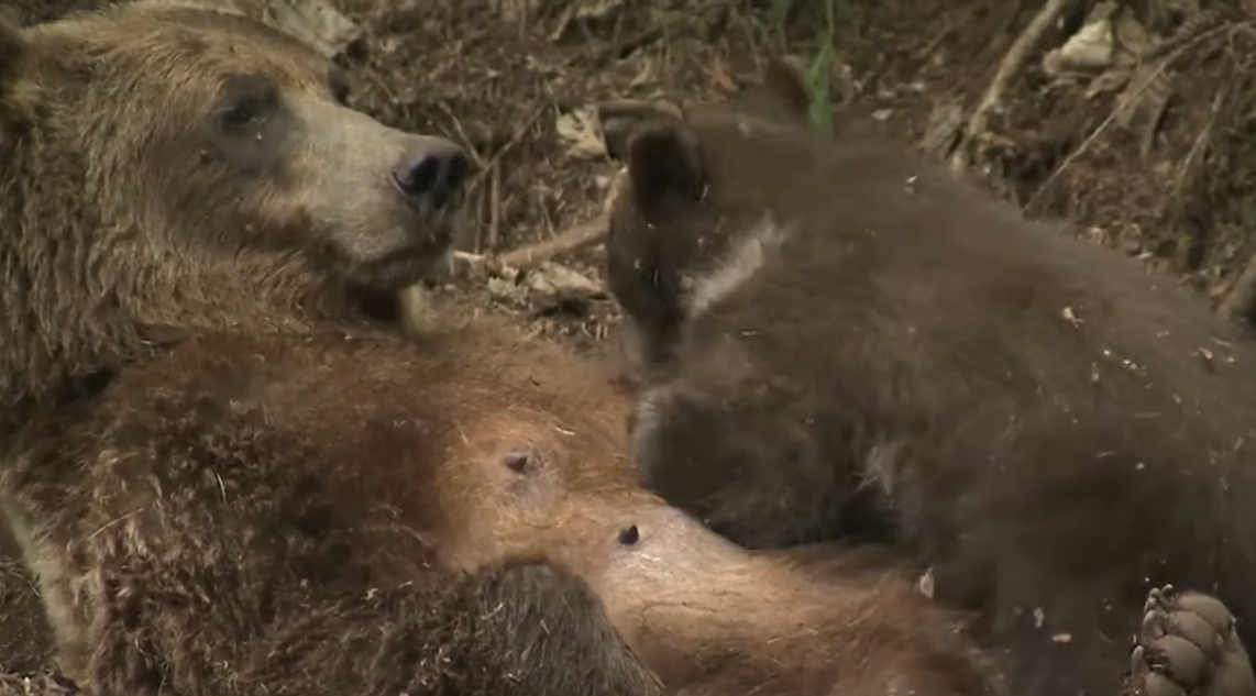 Descubren a una niña de 2 años llevando a su fiel compañero de aventuras en la mochila rumbo a la escuela
