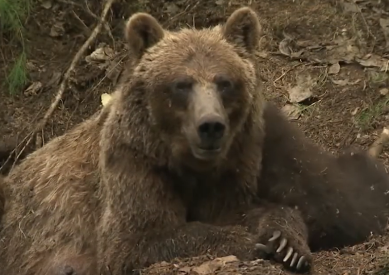 A Mother’s Endless Love Exhausted Mama Bear Nourishes Her Cubs