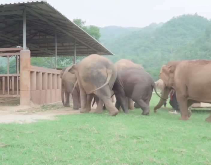 “Go guys, our family have a new member” – Elephants Rush to Embrace a Newly Rescued Baby at Refuge, Overflowing with Compassion and Joy