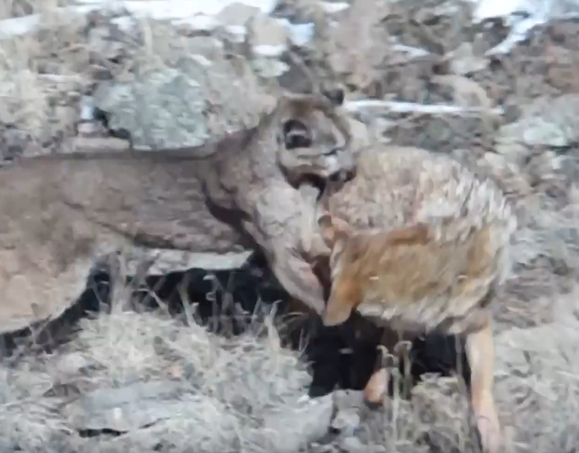 Rare Footage: Coyote Defies All Odds in a Thrilling Showdown Against a Mountain Lion—An Epic Battle of Predators Unfolds!