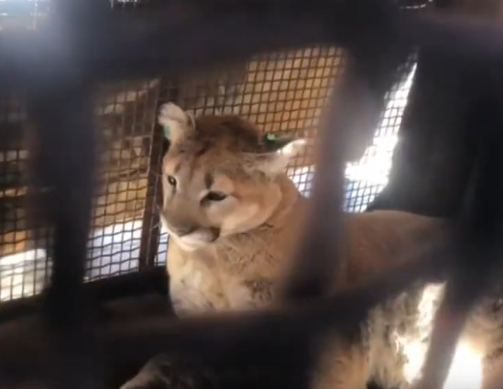 Intentan con todo separar a un «peligroso» jaguar de un perrito indefenso, pero el destino tenía otros planes.