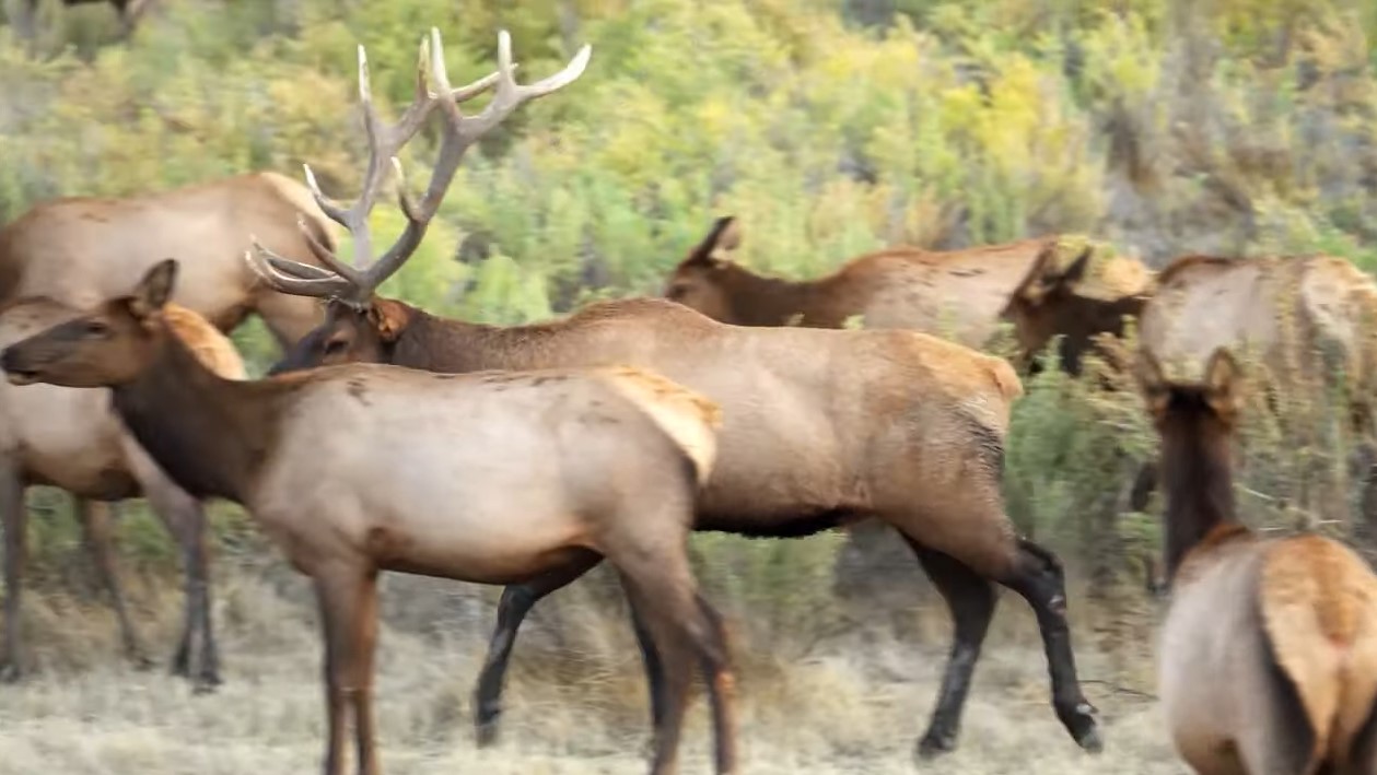 El desgarrador aullido de un cachorro herido: un rescatista lo encuentra acurrucado contra un poste en la fría nieve